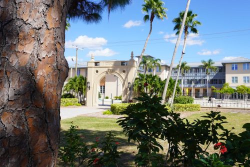 A picture of the NCF campus with a pine tree in the foreground