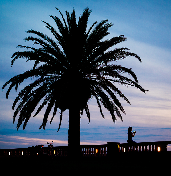 Palm tree at the Bayfront with woman taking a picture of the sunset