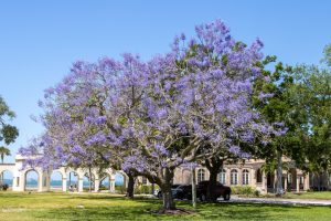 A tree on campus blooming with purple flowers.