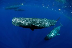 Sperm Whales under water.
